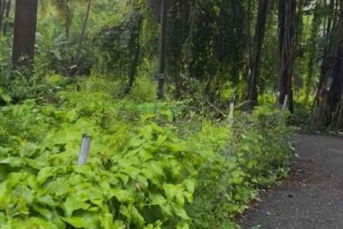 Residential Plot for Sale in Anjuna – Infinite Paddy Field View, Prime Central Location **