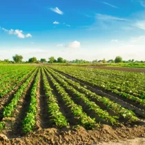 agri land